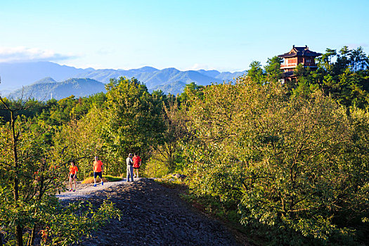 俯瞰,全景,山顶,树林,绿色,早晨,阳光