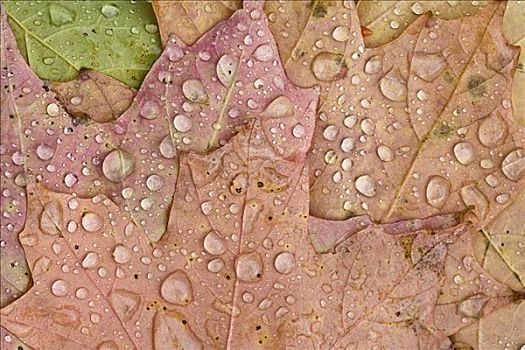 雨滴,枫叶,切尔西,魁北克,加拿大