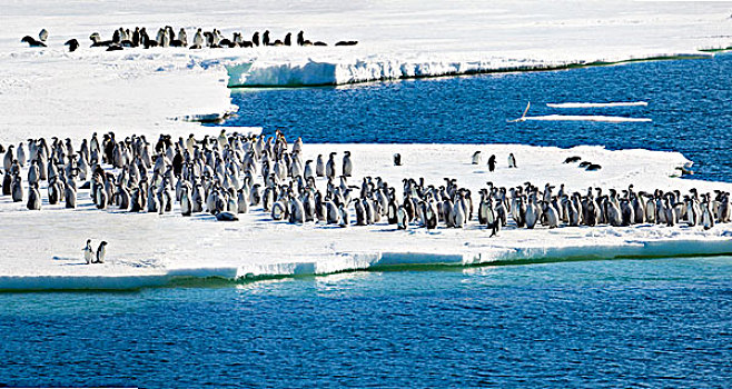 冰架,南极,帝企鹅,幼禽,边缘,大幅,尺寸