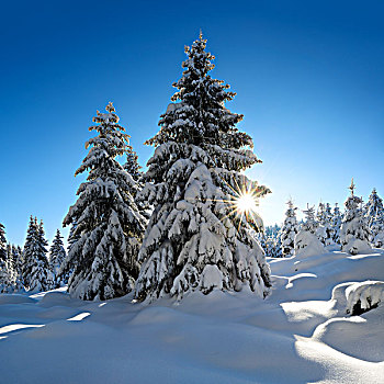 云杉,雪,太阳光线,雪景,冬天,哈尔茨山,国家公园,萨克森安哈尔特,德国,欧洲