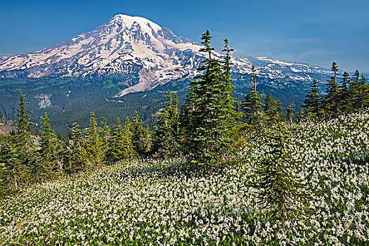 美国,华盛顿,雷尼尔山国家公园,雪崩,百合,雷尼尔山