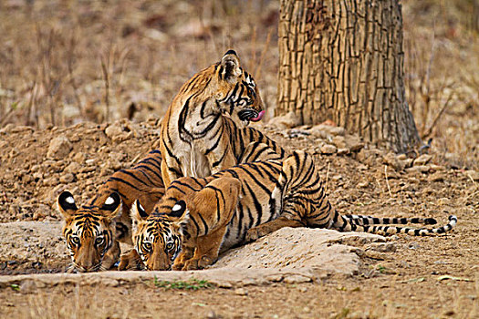 皇家,孟加拉虎,幼兽,水坑,虎,自然保护区,印度