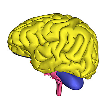 大脑,局部,中枢神经系统,人,头部
