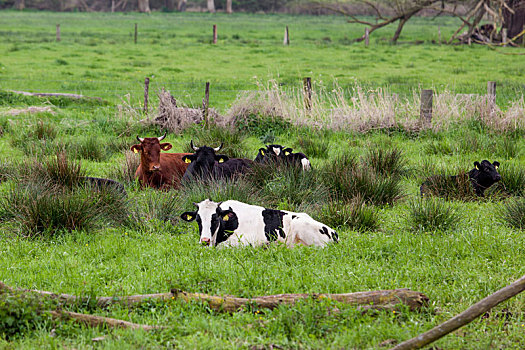 母牛,绿色,地点