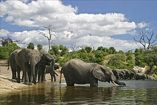 非洲,灌木,大象,非洲象,岸边,乔贝,河,国家公园,博茨瓦纳