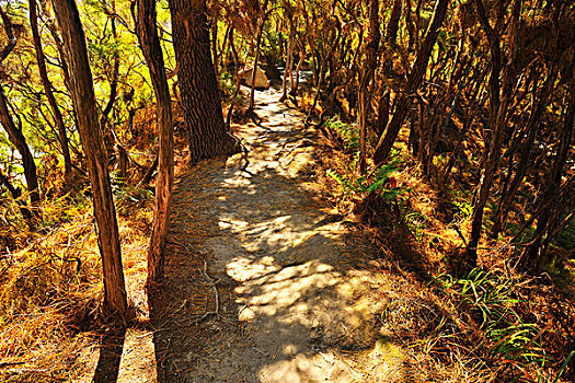 小路,树林,丰盛湾,北岛,新西兰