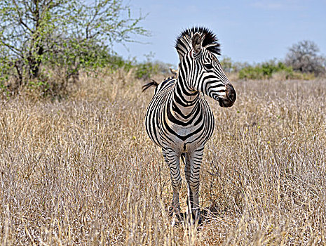 平原斑马,斑马,克鲁格国家公园,南非,非洲