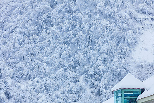 西岭雪山大雪的美丽风景