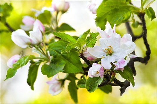 苹果花,春天,亮光