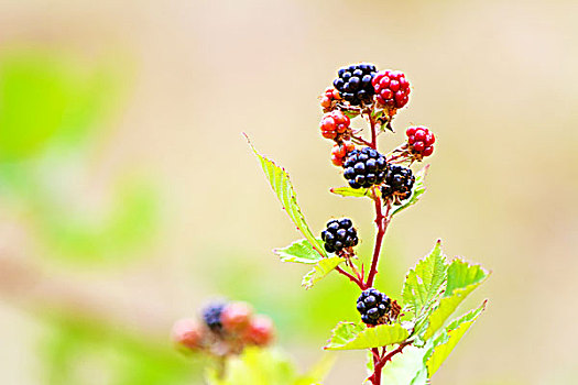 黑莓,水果,枝头