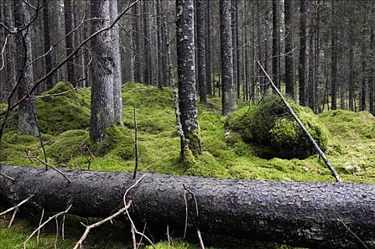 树,树林,瑞典