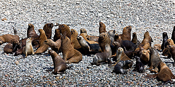 南美海狮,南方,海狮,生物群,站立,海滩,帕拉加斯,国家公园,秘鲁