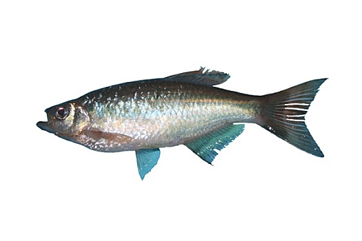 淡水鱼,隔绝,白色背景,背景