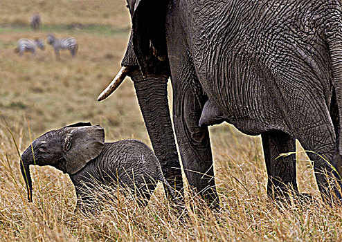 大象,小,幼兽,国家级保护区