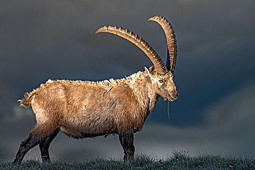 阿尔卑斯野山羊,羱羊,雄性,上陶恩山国家公园,卡林西亚,奥地利,欧洲