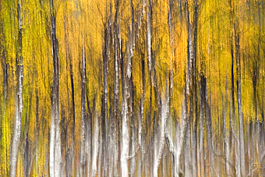 桦树,小树林,抽象画面,挪威,欧洲