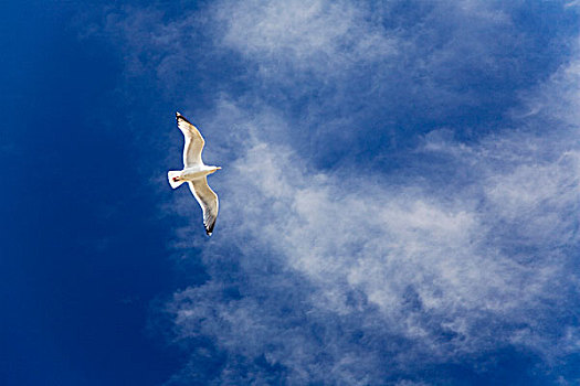 海鸥,飞行,蓝色,天空,云,仰视