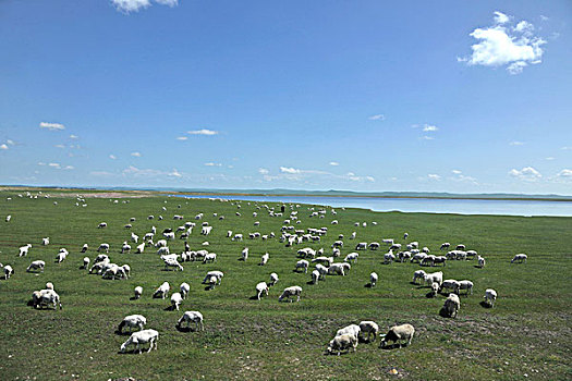 内蒙古呼伦贝尔阿尔山草原上的牛群羊群