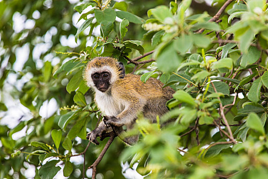 长尾黑颚猴,绿猴,坐,树,南非