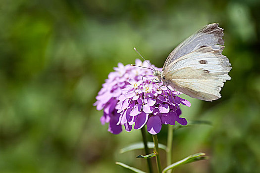 蝴蝶,紫花