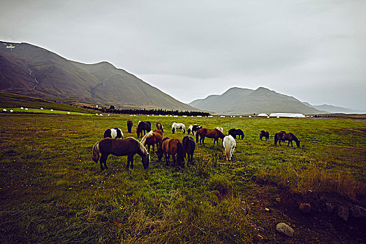 马,放牧,冰岛
