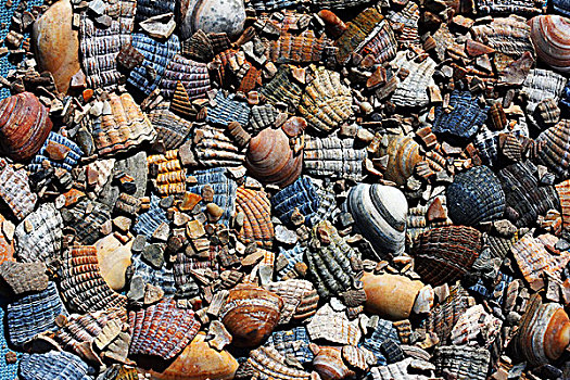 海螺壳,特写,碎片,荷兰南部,省,北海,海岸,荷兰,欧洲