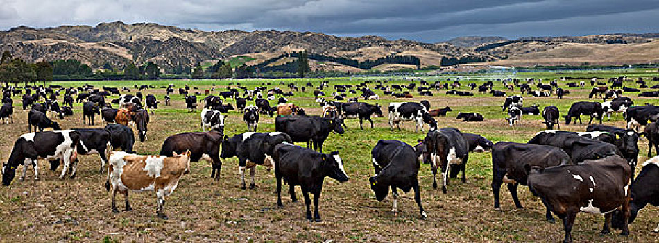 家牛,牧群,放牧,新西兰