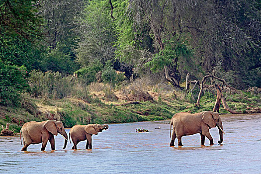 非洲象,河,桑布鲁野生动物保护区,肯尼亚