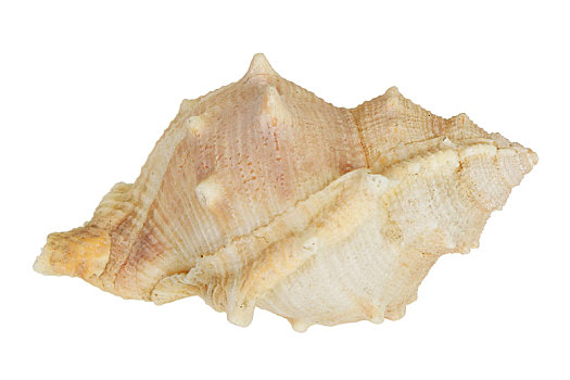 海洋贝壳标本