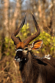林羚,头像,克鲁格国家公园,南非,非洲