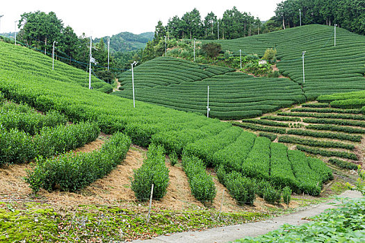 茶,农场