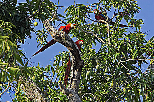 绯红金刚鹦鹉,群,栖息,芒果,树,委内瑞拉
