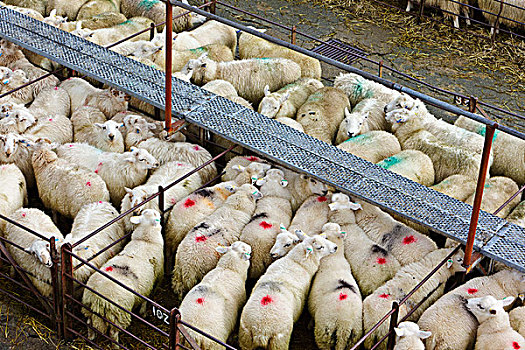 威尔士,格温内思郡,绵羊,畜栏,牲畜,拍卖