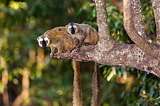 褐色,狐猴,贝伦提保护区,马达加斯加