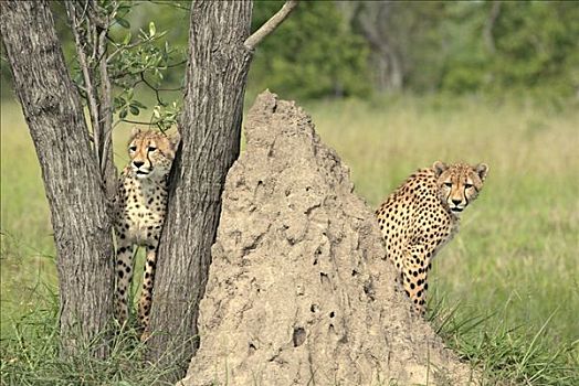 印度豹,猎豹,两个,小动物,克鲁格国家公园,南非