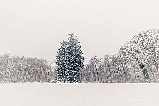大,松树,遮盖,雪,公园,冬天