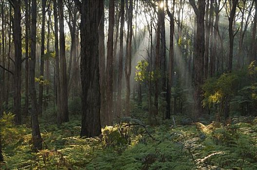 树林,亚拉山国家公园,维多利亚,澳大利亚