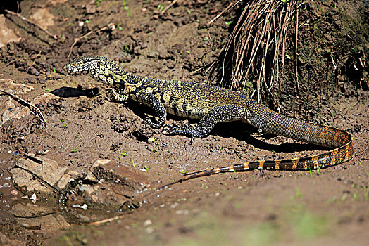 尼罗河,监控,巨蜥属,成年,水,克鲁格国家公园,南非,非洲