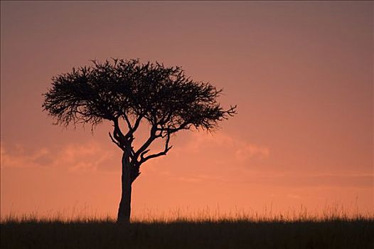 树,日出,马赛马拉国家公园,肯尼亚,东非