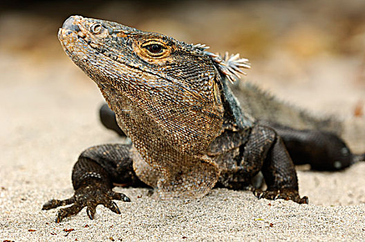 黑色,鬣蜥蜴,曼纽尔安东尼奥国家公园,哥斯达黎加