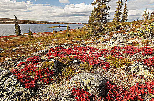 秋天,苔原,靠近,白鲑,湖,加拿大西北地区,加拿大