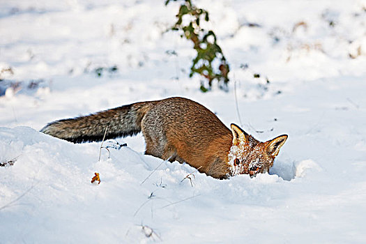 红狐,狐属,成年,觅食,雪中,诺曼底
