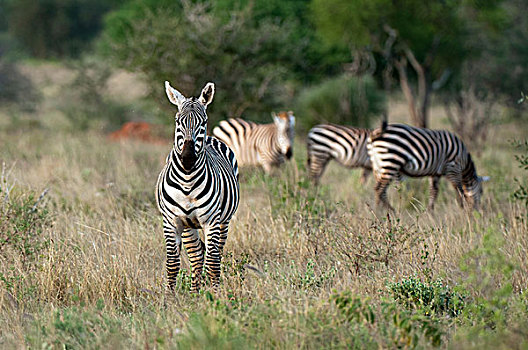 格兰特氏斑马,马,斑马,禁猎区,查沃,肯尼亚