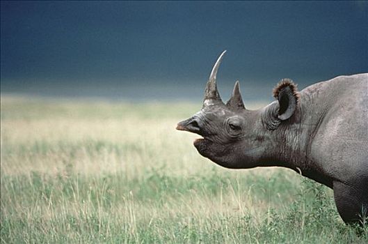 黑犀牛,高草,恩戈罗恩戈罗火山口,坦桑尼亚