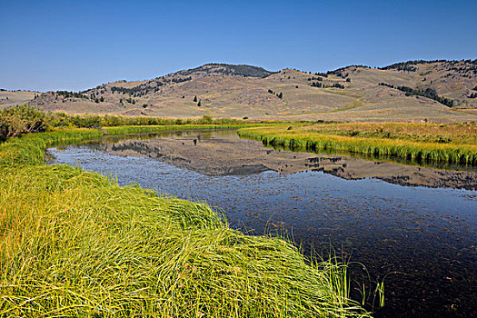 低湿地,溪流,黄石国家公园,怀俄明,美国