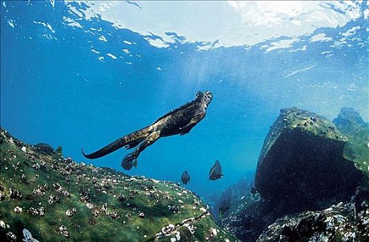 加拉帕戈斯,海鬣蜥,游泳,爬行动物,海洋动物,水下,假日,动物