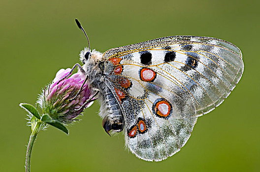 阿波罗,蝴蝶,大帕拉迪索国家公园,意大利,欧洲