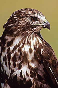 红尾鹰,红尾鵟,猛禽,中心,艾伯塔省,加拿大