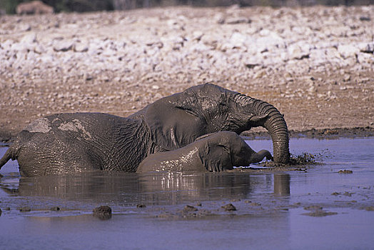非洲,纳米比亚,埃托沙国家公园,大象,打滚,水坑