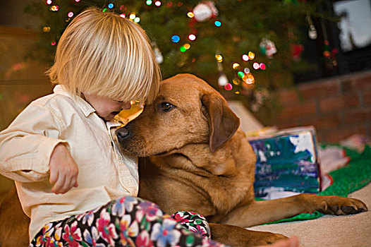 幼儿,拉布拉多犬,圣诞树